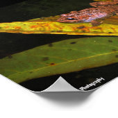 Porträt des Iberischen Wasserfroschs Poster (Ecke)