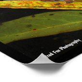 Porträt des Iberischen Wasserfroschs Poster (Ecke)