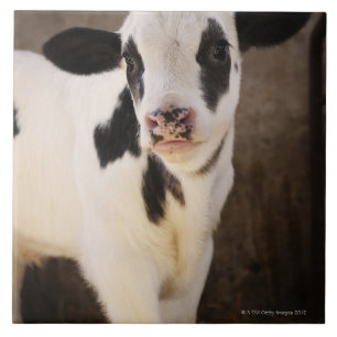 Porträt des jungen Kalbs im Stall Fliese