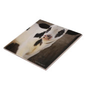 Porträt des jungen Kalbs im Stall Fliese (Seite)