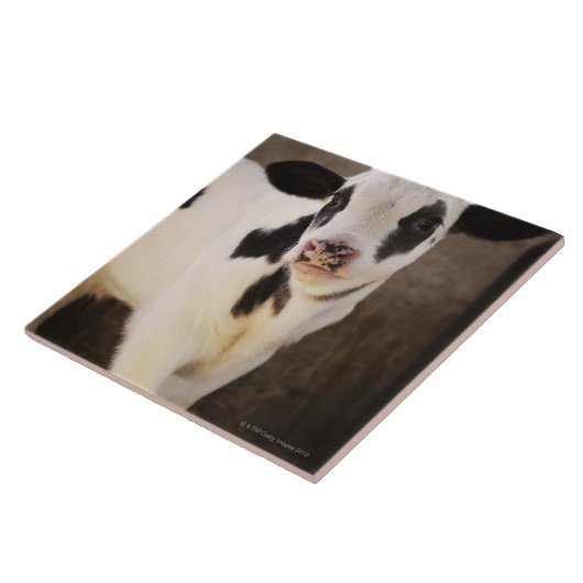 Porträt des jungen Kalbs im Stall Fliese (Seite)