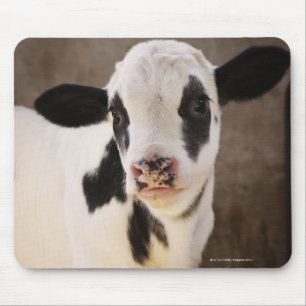 Porträt des jungen Kalbs im Stall Mousepad