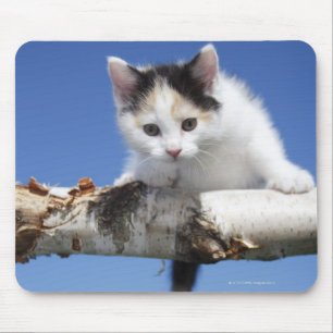 Porträt des Kätzchens Mousepad