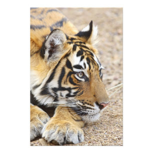 Porträt des Königlichen Bengal-Tigers, Ranthambhor Fotodruck