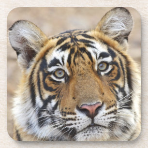 Porträt des königlichen Bengal-Tigers, Ranthambhor Getränkeuntersetzer