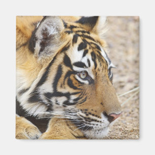 Porträt des königlichen Bengal-Tigers, Ranthambhor Magnet