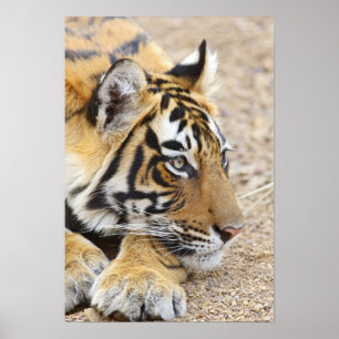 Porträt des königlichen Bengal-Tigers, Ranthambhor Poster