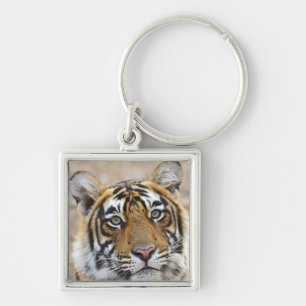 Porträt des königlichen Bengal-Tigers, Ranthambhor Schlüsselanhänger