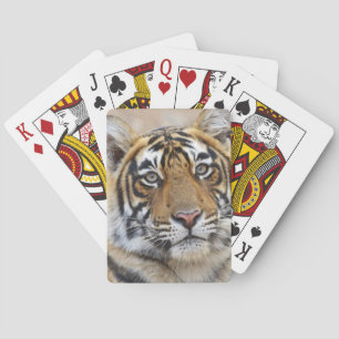 Porträt des königlichen Bengal-Tigers, Ranthambhor Spielkarten