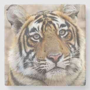 Porträt des königlichen Bengal-Tigers, Ranthambhor Steinuntersetzer
