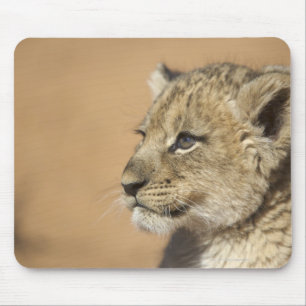 Porträt des Löwejungen (Panthera Löwe), Namibia Mousepad