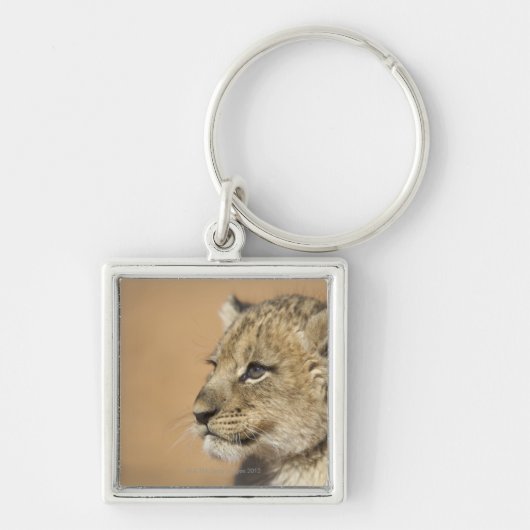 Porträt des Löwejungen (Panthera Löwe), Namibia Schlüsselanhänger (Vorne)