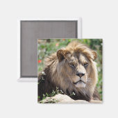 Porträt des Löwen von vorne gesehen Magnet (Vorderseite/Rückseite)