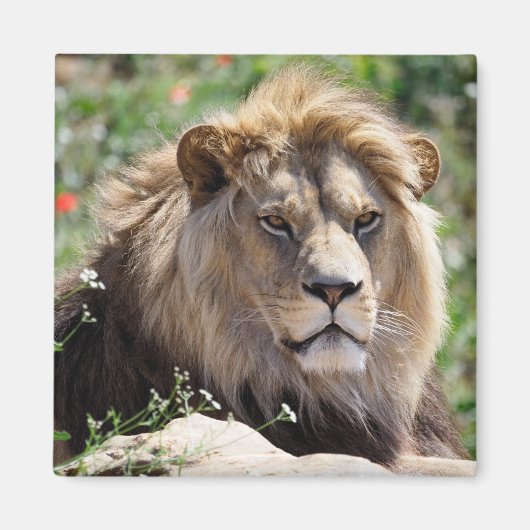 Porträt des Löwen von vorne gesehen Magnet (Vorne)