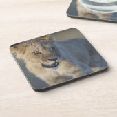 Porträt des Löwes CUB (Panthera Löwe), Namibia Getränkeuntersetzer (Linke Seite)
