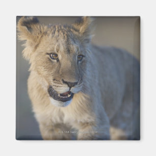 Porträt des Löwes CUB (Panthera Löwe), Namibia Magnet