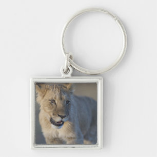 Porträt des Löwes CUB (Panthera Löwe), Namibia Schlüsselanhänger