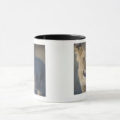 Porträt des Löwes CUB (Panthera Löwe), Namibia Tasse (Zentrum)