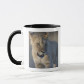 Porträt des Löwes CUB (Panthera Löwe), Namibia Tasse (Links)