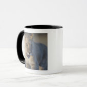 Porträt des Löwes CUB (Panthera Löwe), Namibia Tasse (Vorderseite Links)