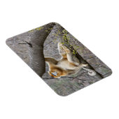 Porträt des männlichen Golden Affen in Baum Magnet (Rechte Seite)