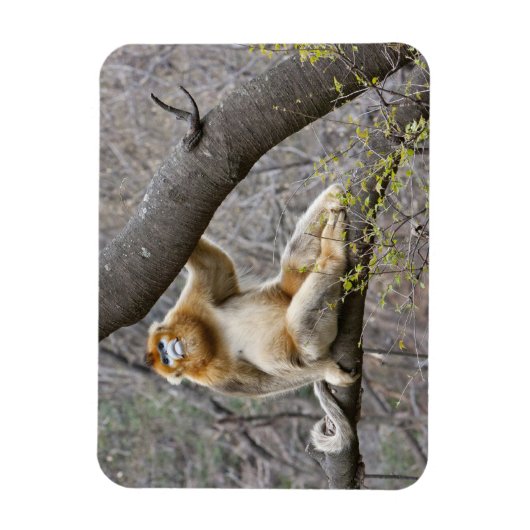 Porträt des männlichen Golden Affen in Baum Magnet (Vertikal)