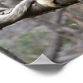 Porträt des männlichen Golden Affen in Baum Poster (Ecke)