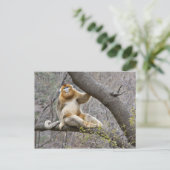 Porträt des männlichen Golden Affen in Baum Postkarte (Stehend Vorderseite)