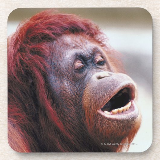 Porträt des Orang-Utans Getränkeuntersetzer (Vorderseite)
