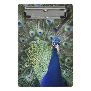 Porträt des Pfaus mit Federn heraus Mini Klemmbrett