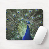 Porträt des Pfaus mit Federn heraus Mousepad (Mit Mouse)