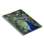 Porträt des Pfaus mit Federn heraus Notizblock (Rechte Seite)