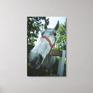 Porträt des Pferds Leinwanddruck