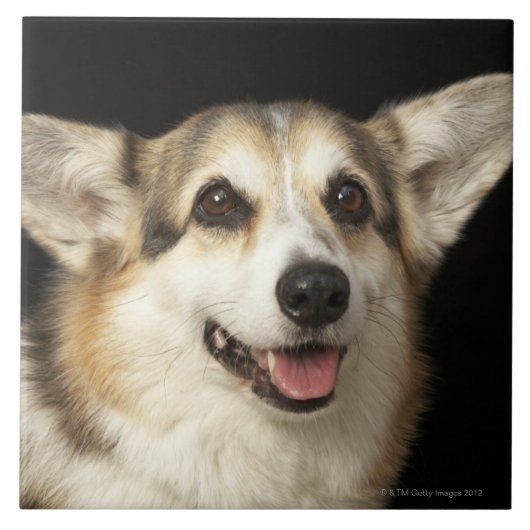 Porträt des schwarzen, braunen und weißen Corgi Fliese (Vorderseite)