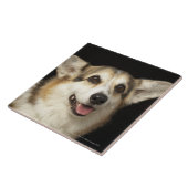 Porträt des schwarzen, braunen und weißen Corgi Fliese (Seite)