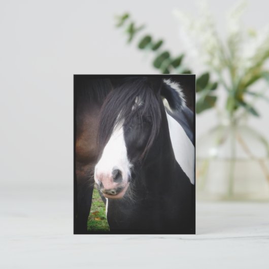 Porträt des Schwarzen und Weißen Pferdes Postkarte (Stehend Vorderseite)