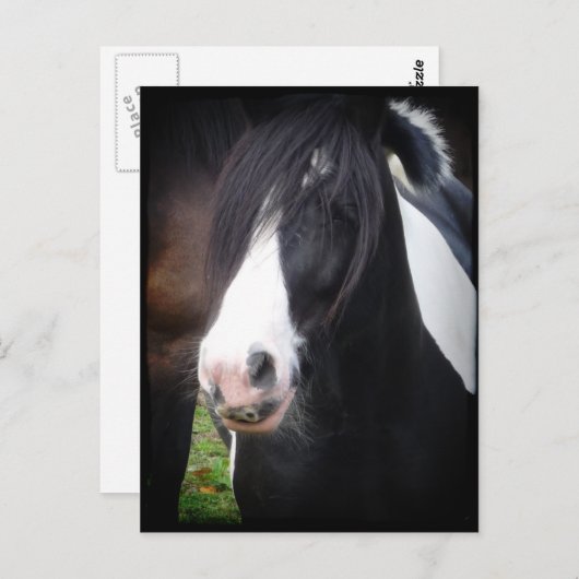 Porträt des Schwarzen und Weißen Pferdes Postkarte (Vorne/Hinten)