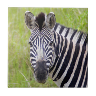 Porträt des Steppenzebras, Hluhluwe-Umfolozi-Wildr Fliese