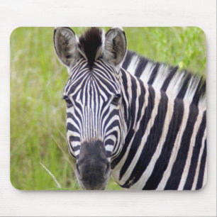 Porträt des Steppenzebras, Hluhluwe-Umfolozi-Wildr Mousepad
