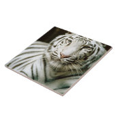 Porträt des Tigers Fliese (Seite)