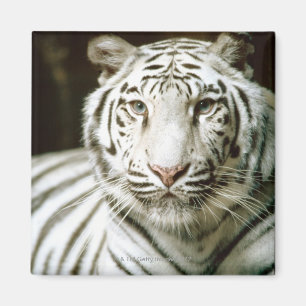 Porträt des Tigers Magnet