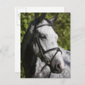 Porträt des weißen Pferdes 2 Postkarte (Vorne/Hinten)