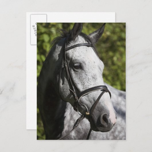 Porträt des weißen Pferdes 2 Postkarte (Vorne/Hinten)