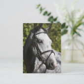 Porträt des weißen Pferdes 2 Postkarte (Stehend Vorderseite)