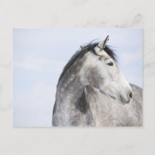 Porträt des weißen Pferdes 2 Postkarte