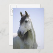 Porträt des weißen Pferdes Postkarte (Vorne/Hinten)