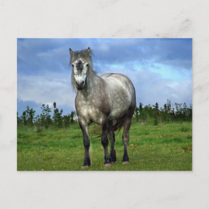 Porträt des weißen Pferdes Postkarte