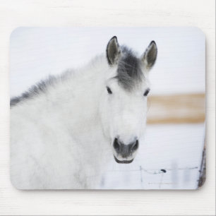 Porträt des weißen Pferds Mousepad