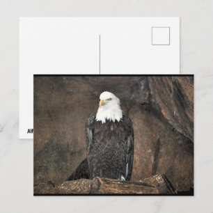 Porträt des Weißkopfseeadlers Postkarte