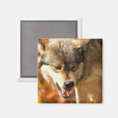 Porträt des Wölfels Magnet (Vorderseite/Rückseite)